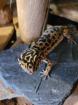 Verkaufe 3 Leopardgeckos