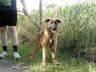 Malinois-Schäferhund Welpe Jumper sucht ein Zuhause